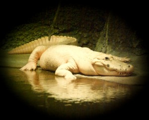 White Gator at Audubon Zoo (New Orleans) White Gator at Audubon Zoo (New Orleans)